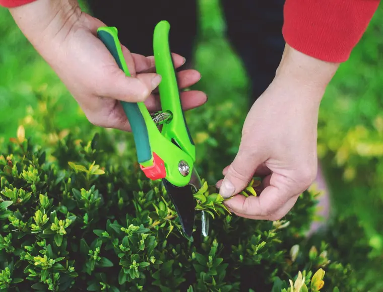 Hands pruning plants in a garden bed
