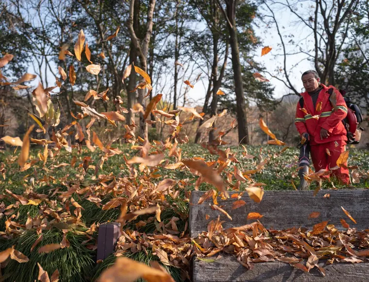 Autumn leaves being cleared from a yard