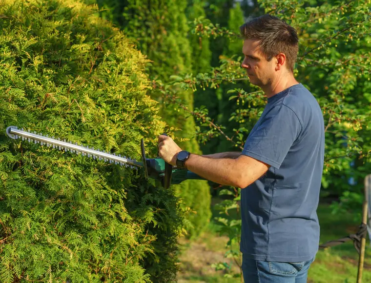 Hedge being shaped with a trimmer