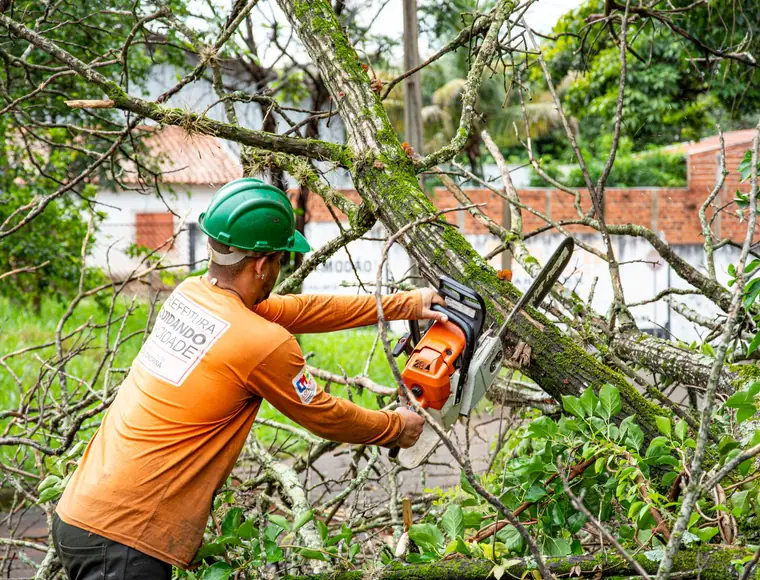 Tree limb being pruned