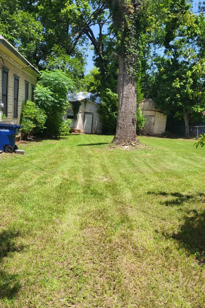Freshly mowed lawn showing clean cut lines beneath a mature shade tree