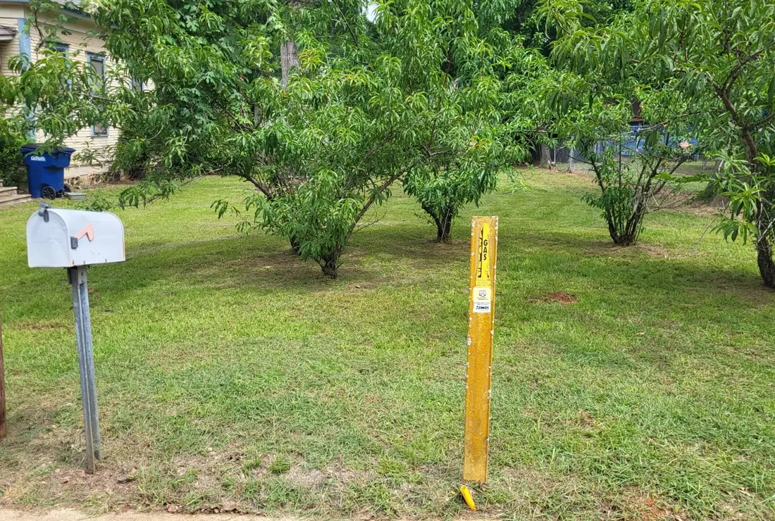 Front yard mowed and trimmed around young trees and a mailbox