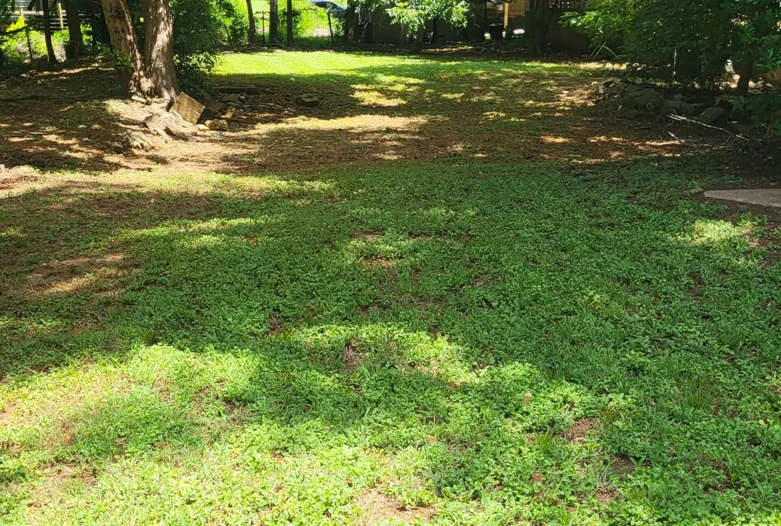 Shaded yard mowed clean beneath mature oak trees